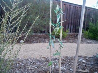 My olive tree planted this year